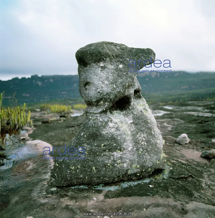 : Oso rock (the bear), Auyantepui summit (Devil's : Oso rock (the bear), Auyantepui summit (Devil's