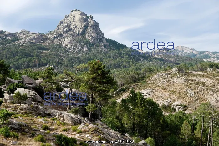 : Ospedale Massif and Forest : Ospedale Massif and Forest