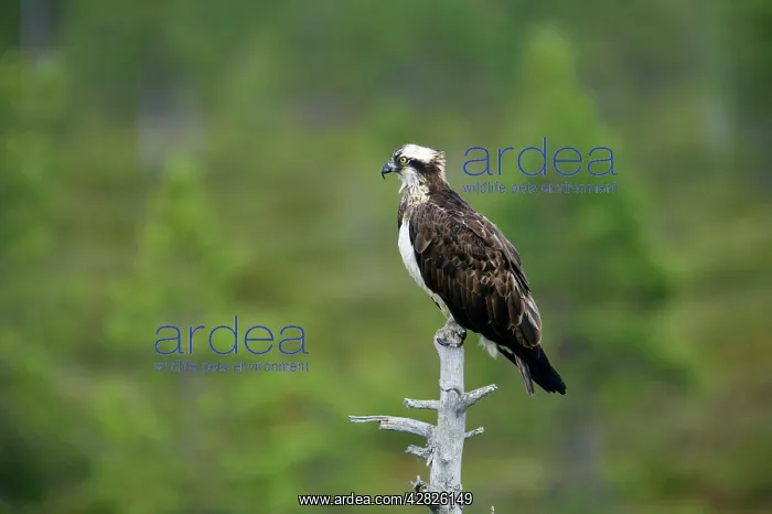  : Osprey (Pandion haliaetus)
