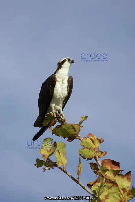 : Osprey (Pandion haliaetus). Sanibel Island, Florida, USA : Osprey (Pandion haliaetus). Sanibel Island, Florida, USA