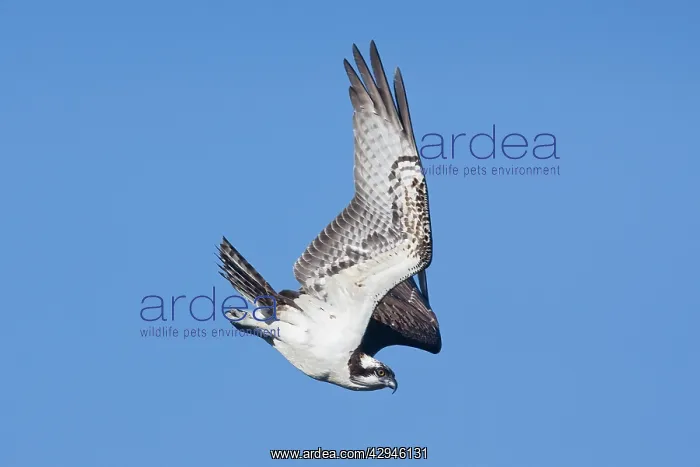 : Osprey (Pandion haliaetus). Hamden, CT, October, USA : Osprey (Pandion haliaetus). Hamden, CT, October, USA