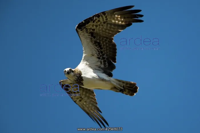 : Osprey (Pandion haliaetus). Occasionally well inland like this immature : Osprey (Pandion haliaetus). Occasionally well inland like this immature