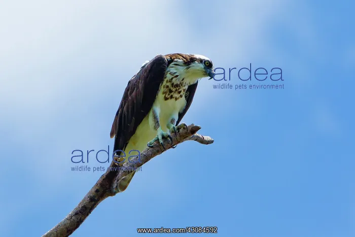 : Osprey (Pandion haliaetus), Corcovado National Park, Costa Rica : Osprey (Pandion haliaetus), Corcovado National Park, Costa Rica