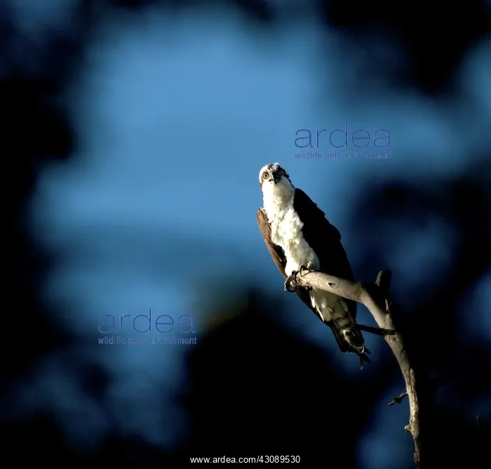 : Osprey, (Pandion haliaetus) : Osprey, (Pandion haliaetus)
