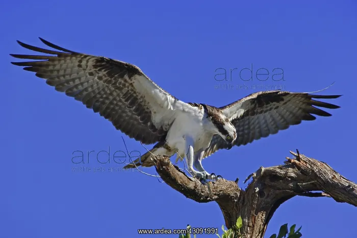  : Osprey (Pandion haliaetus) landing on branch with prey in Fort Meyers, Florida