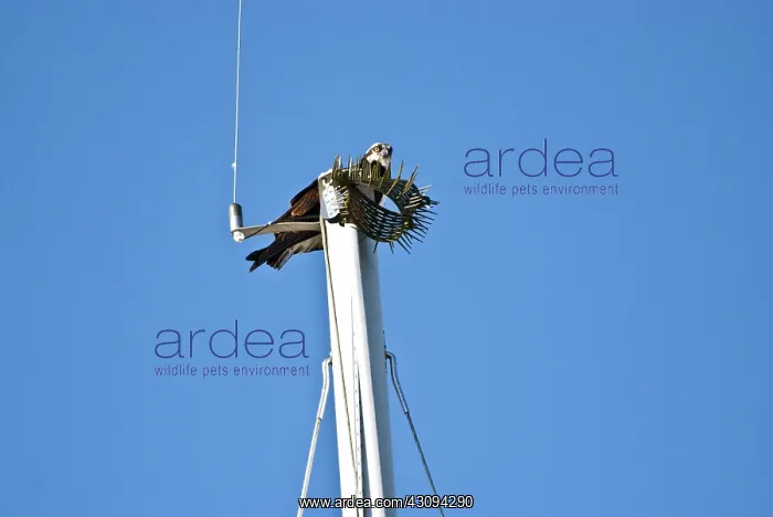 : Osprey sitting at top of sailboat mast. Cape Cod, MA : Osprey sitting at top of sailboat mast. Cape Cod, MA