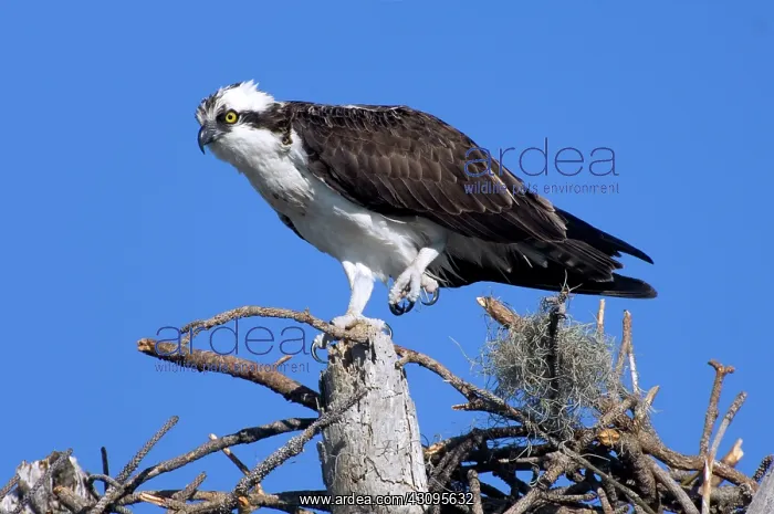: Osprey (Pandion haliaetus) relaxing : Osprey (Pandion haliaetus) relaxing