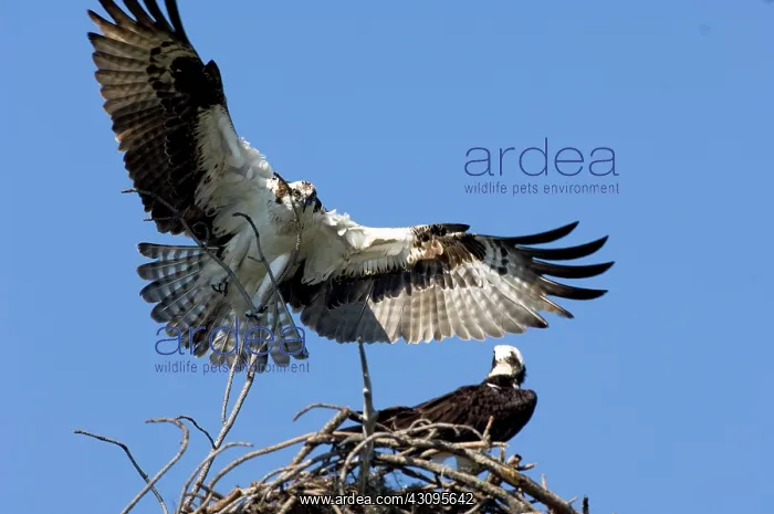 : Osprey (Pandion haliaetus) bulding nest : Osprey (Pandion haliaetus) bulding nest