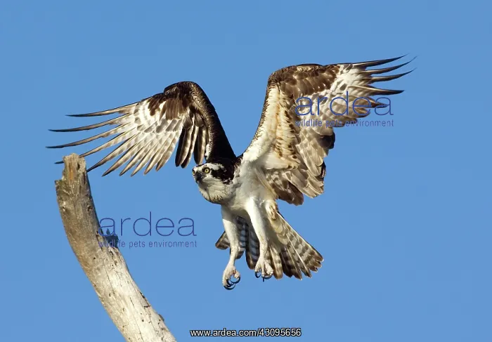 : Osprey (Pandion haliaetus) flying to perch : Osprey (Pandion haliaetus) flying to perch