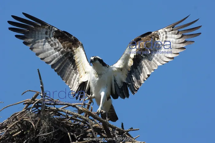: Osprey (Pandion haliaetus) landing on nest : Osprey (Pandion haliaetus) landing on nest