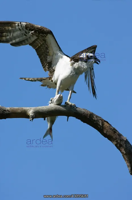 : Osprey (Pandion haliaetus) landing with fish : Osprey (Pandion haliaetus) landing with fish
