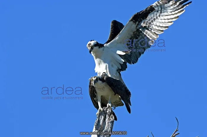 : Osprey (Pandion haliaetus) mating : Osprey (Pandion haliaetus) mating