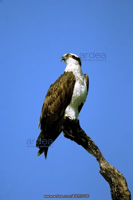 : Osprey (Pandion haliaetus) perched on a branch : Osprey (Pandion haliaetus) perched on a branch