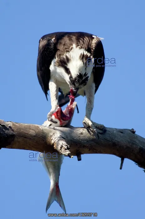 : Osprey (Pandion haliaetus) eating a fish : Osprey (Pandion haliaetus) eating a fish