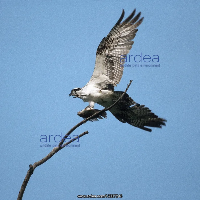 : Osprey (Pandion haliaetus) in the Marshes of Centla, State of Tabasco, Mexico : Osprey (Pandion haliaetus) in the Marshes of Centla, State of Tabasco, Mexico