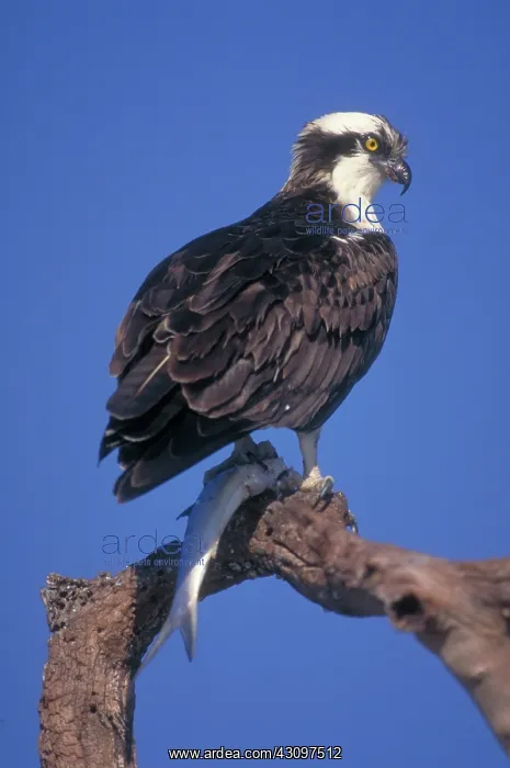 : Osprey (Pandion haliaetus) with fish, taken in Florida : Osprey (Pandion haliaetus) with fish, taken in Florida