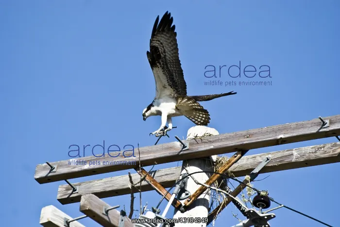 : Osprey starting to build nest at top of utility pole. Cape Cod MA : Osprey starting to build nest at top of utility pole. Cape Cod MA