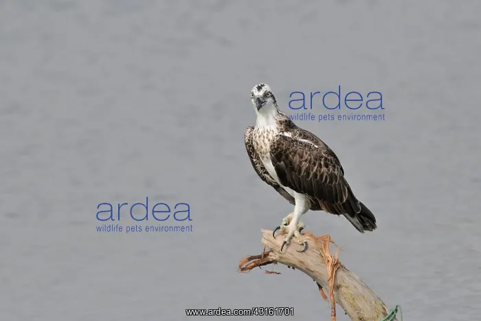 : Osprey (Pandion haliaetus) sitting on a branch above the water : Osprey (Pandion haliaetus) sitting on a branch above the water
