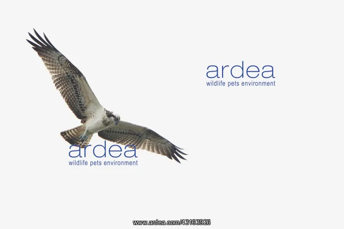 : Osprey (Pandion haliaetus) in flight with wings spread : Osprey (Pandion haliaetus) in flight with wings spread