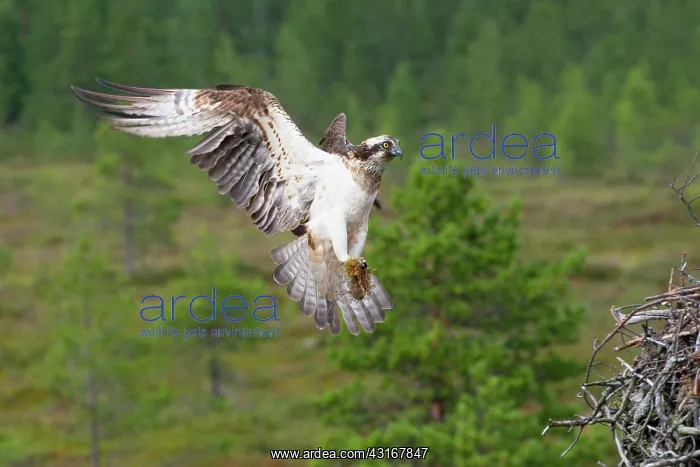 : Osprey (Pandion haliaetus) collecting nest material : Osprey (Pandion haliaetus) collecting nest material