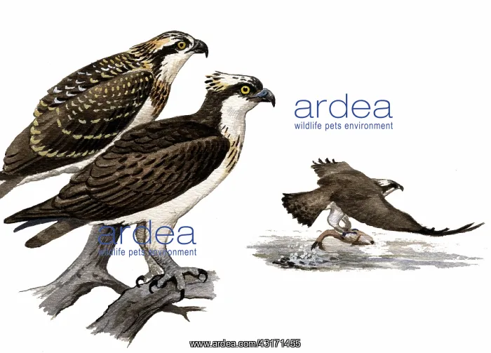 : Osprey (Pandion halaetus) adult in front and juvenile behind : Osprey (Pandion halaetus) adult in front and juvenile behind