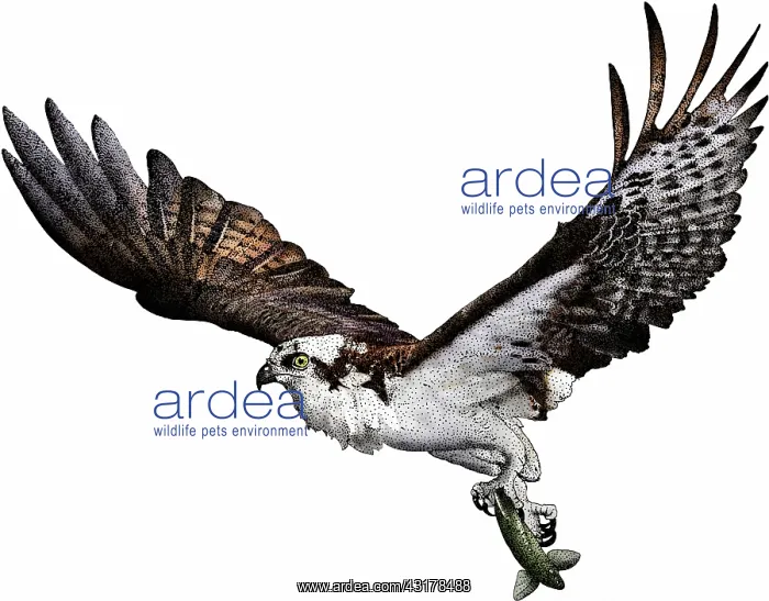 : Osprey (Pandion haliaetus) with fish. Illustration : Osprey (Pandion haliaetus) with fish. Illustration