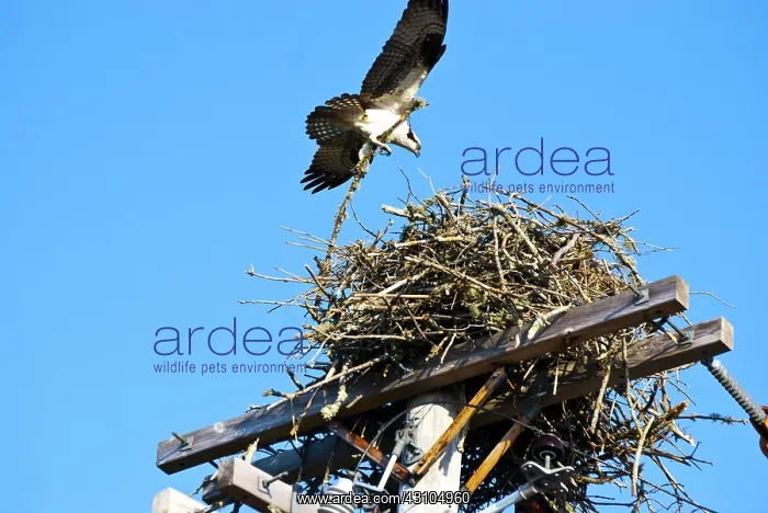 : Osprey Adding Stick to Nest : Osprey Adding Stick to Nest