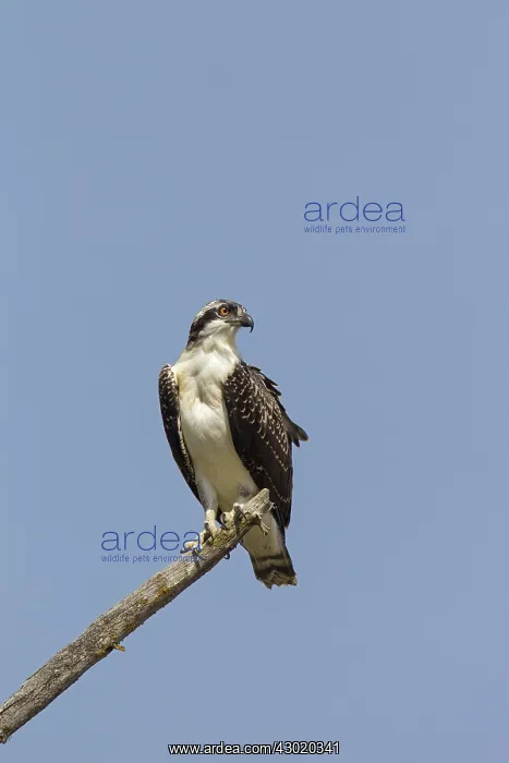  : Osprey adult