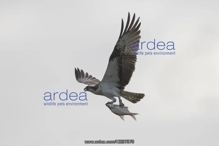 : Osprey - adult bird with a fish in its talons - : Osprey - adult bird with a fish in its talons -