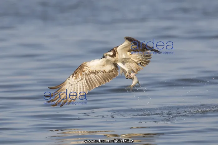 : Osprey - adult bird with a fish in its talons - Germany : Osprey - adult bird with a fish in its talons - Germany