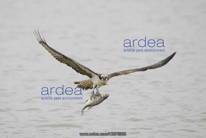 : Osprey - adult bird in flight with fish in its talons : Osprey - adult bird in flight with fish in its talons