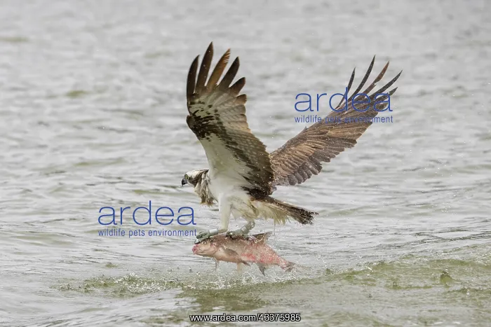 : Osprey - adult bird in flight with fish in its talons : Osprey - adult bird in flight with fish in its talons