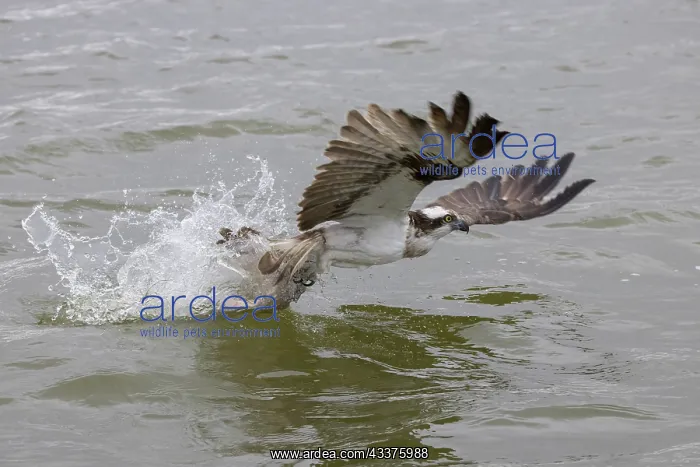 : Osprey - adult bird in flight with fish in its talons : Osprey - adult bird in flight with fish in its talons