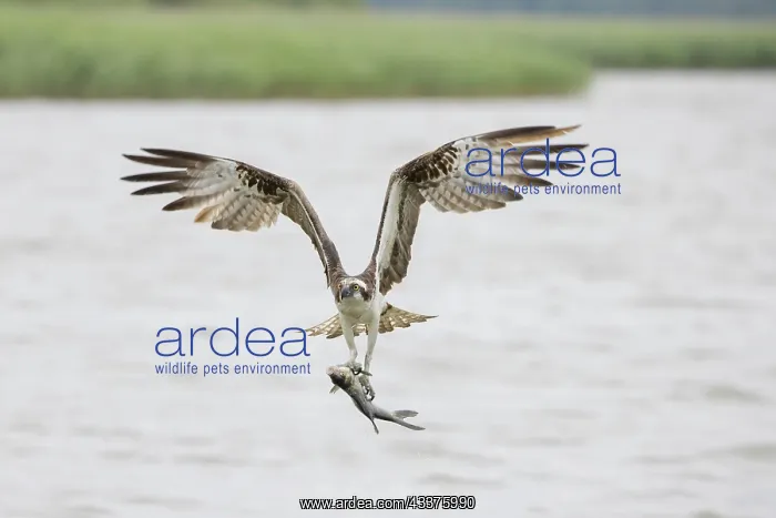 : Osprey - adult bird in flight with fish in its talons : Osprey - adult bird in flight with fish in its talons