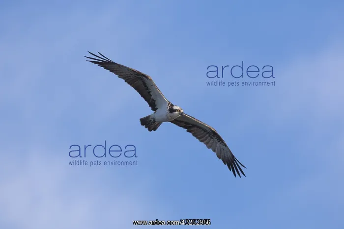  : Osprey - adult bird in flight - Germany