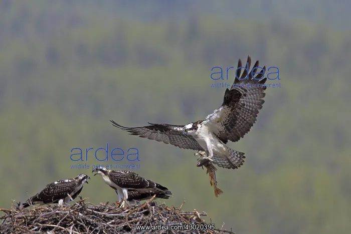  : Osprey adult feeding young
