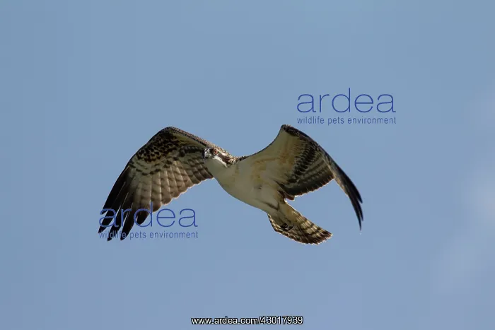  : Osprey adult in flight
