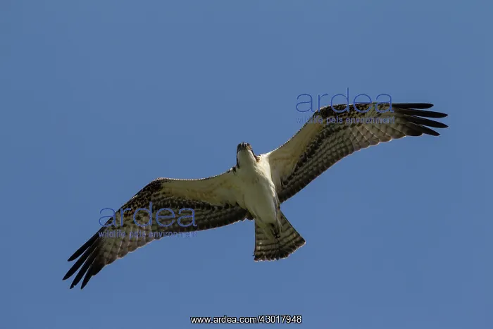  : Osprey adult in flight