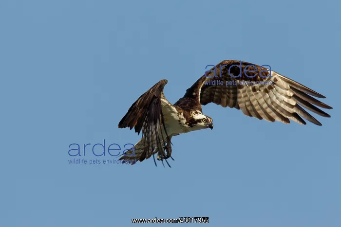  : Osprey adult in flight