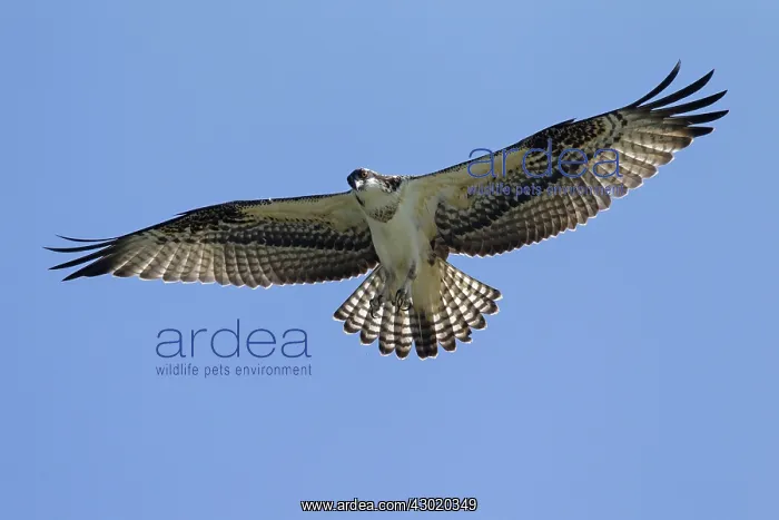  : Osprey adult in flight