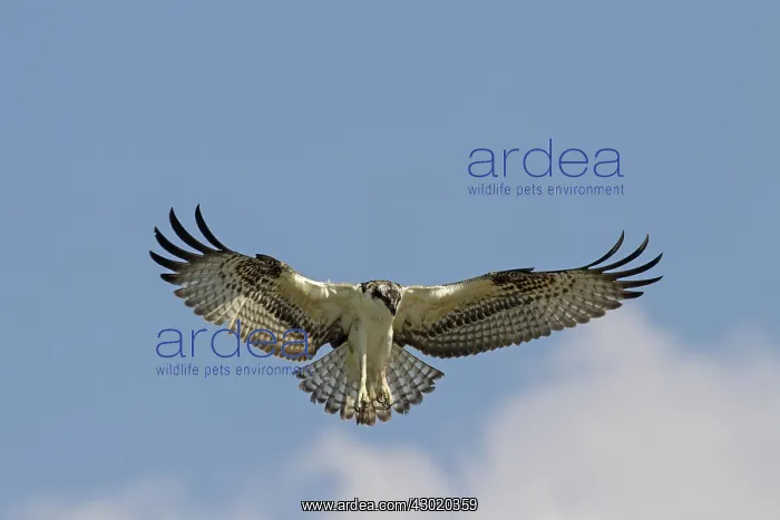  : Osprey adult in flight