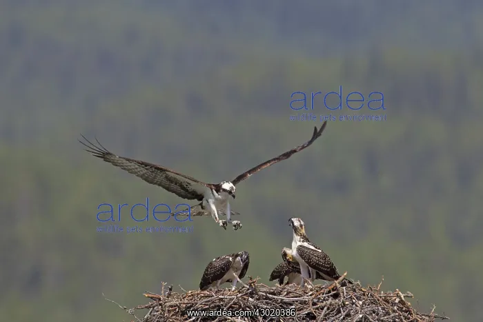  : Osprey adult and young at nest