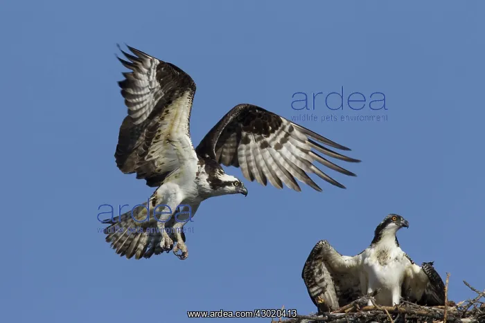  : Osprey adult and young at nest