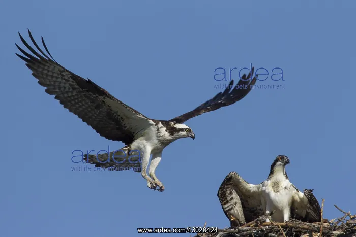  : Osprey adult and young at nest