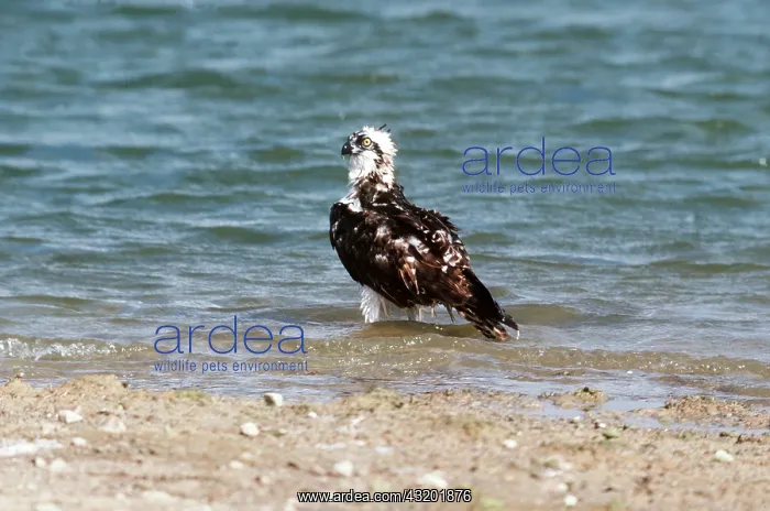 : OSPREY - bathing : OSPREY - bathing