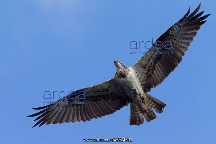 : Osprey branch Osprey adult in flight carrying nesting m : Osprey branch Osprey adult in flight carrying nesting m
