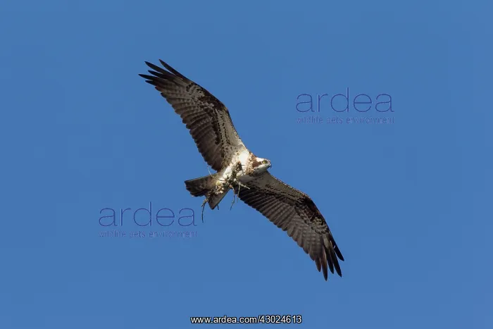 : Osprey branch Osprey adult in flight carrying nesting m : Osprey branch Osprey adult in flight carrying nesting m