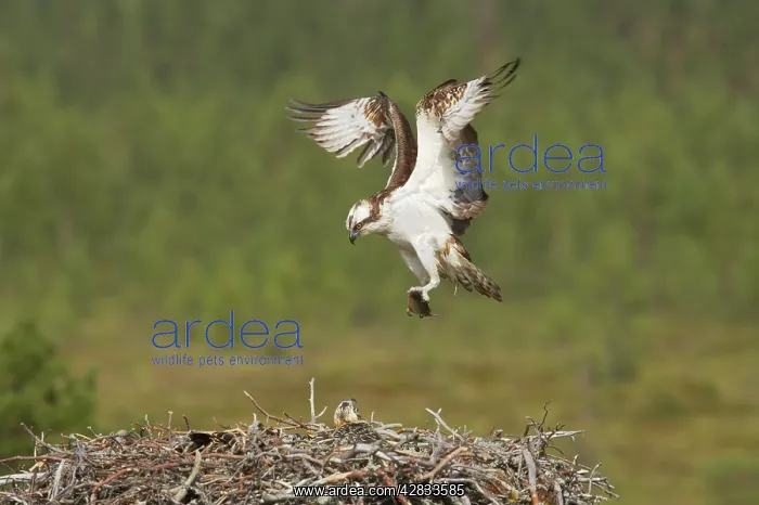 : Osprey - Bringing Fish to Nest : Osprey - Bringing Fish to Nest