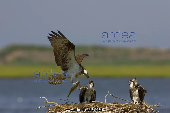  : Osprey bringing fish prey to nest