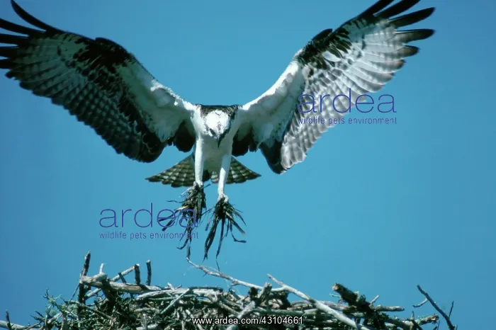 : Osprey Building Nest : Osprey Building Nest